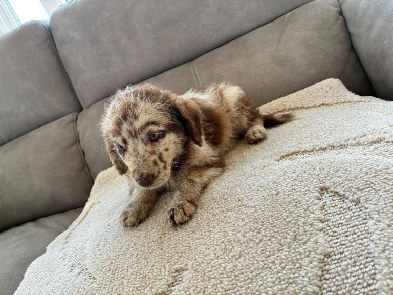 Merle Labradoodle puppies 