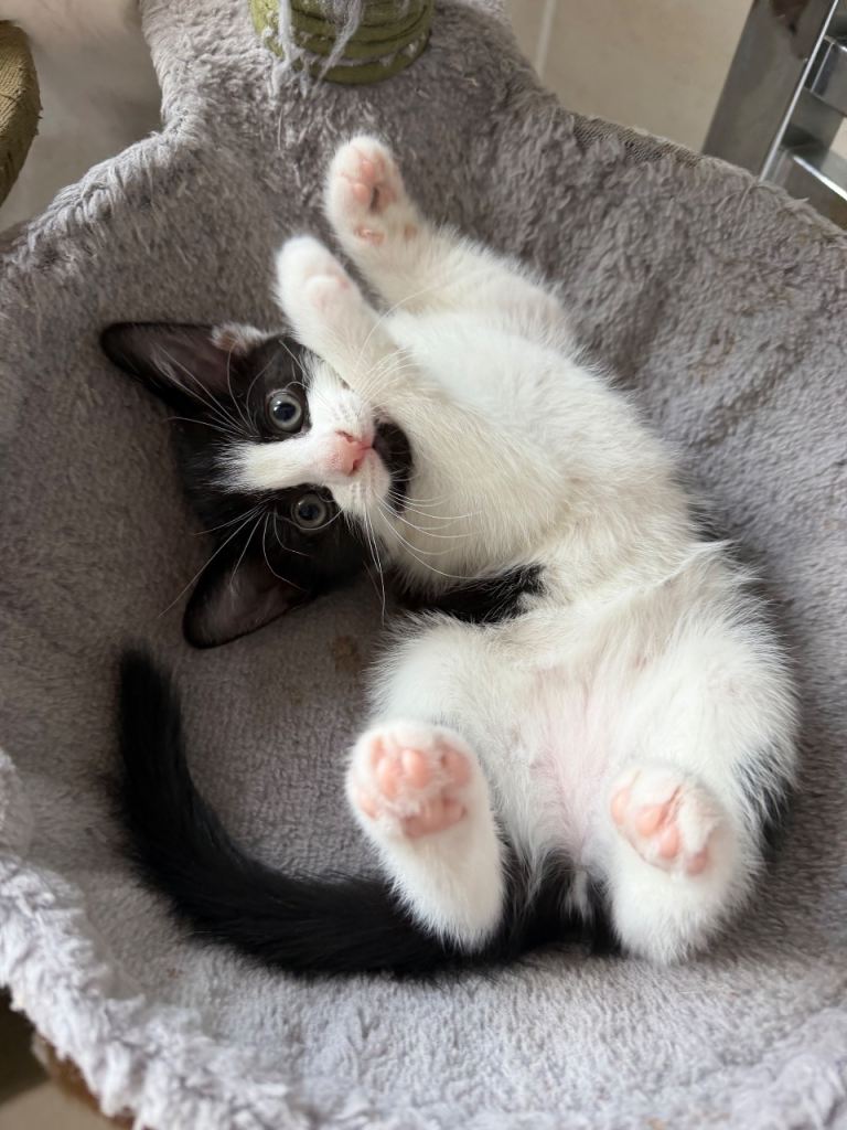 Adorable kittens 
