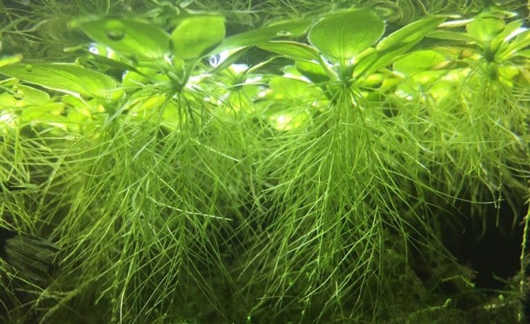 Water lettuce (Pistia Stratiotes) fish tank, pond
