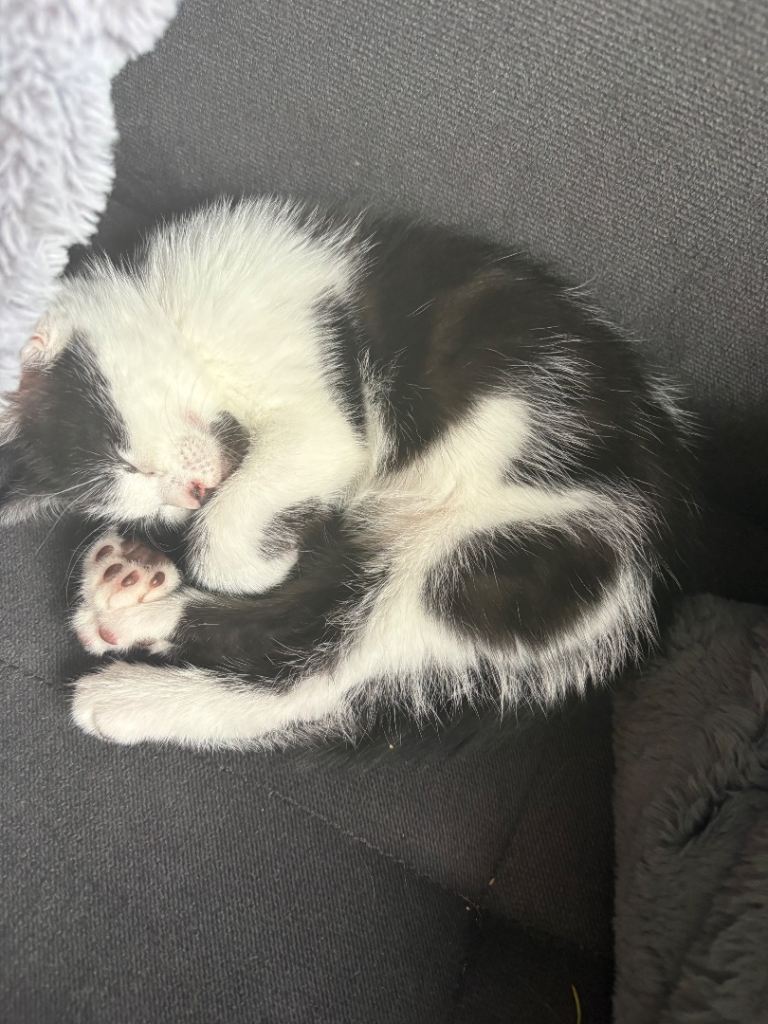 female kitten lovely temperament 12 weeks old