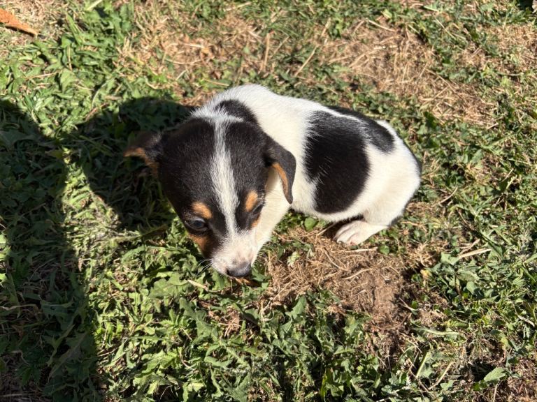Jack Russell 