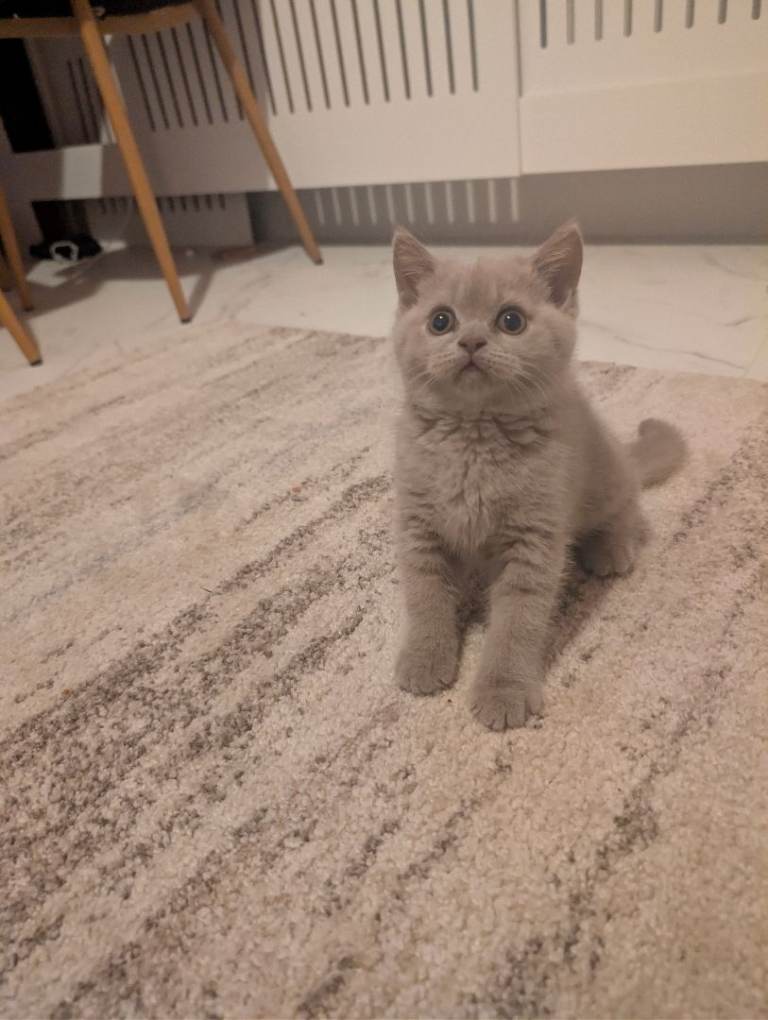 British shorthair 