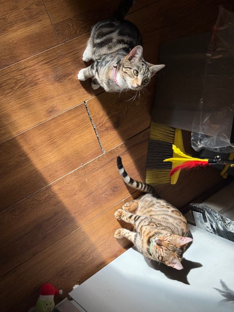 7-Month Female Bengal Mix – Playful, Friendly, Vaccinated & Litter Trained (£150)