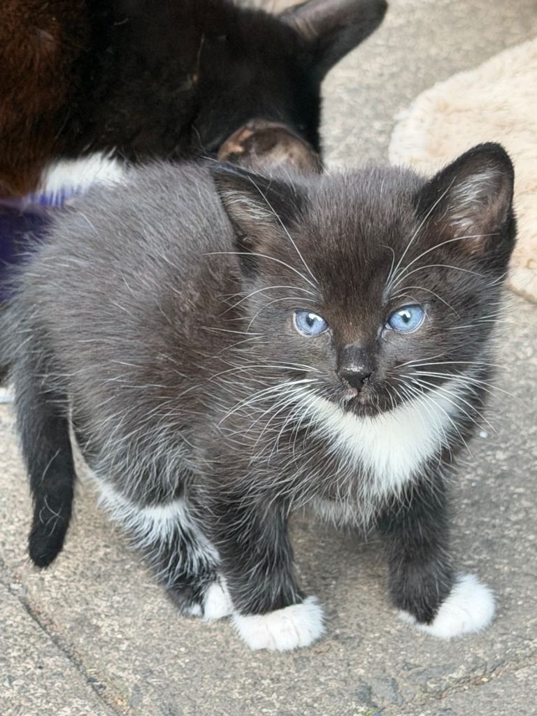 Kitten 