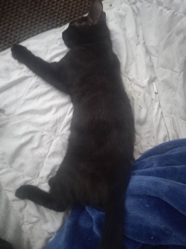 Two cats for sale