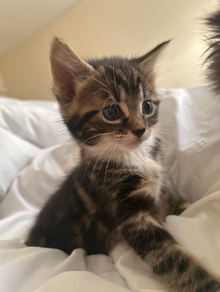 4 Beautiful kittens