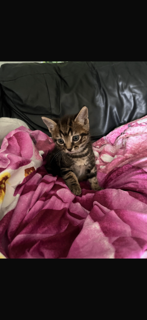 2 beautiful kittens 