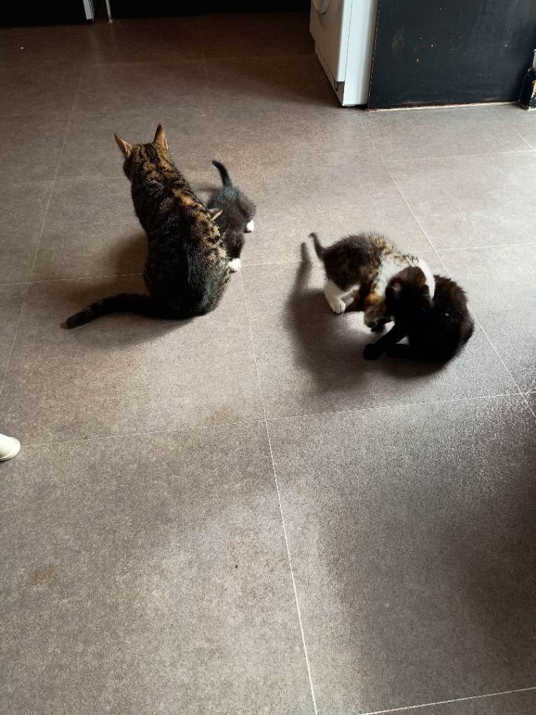 13 week old kittens 
