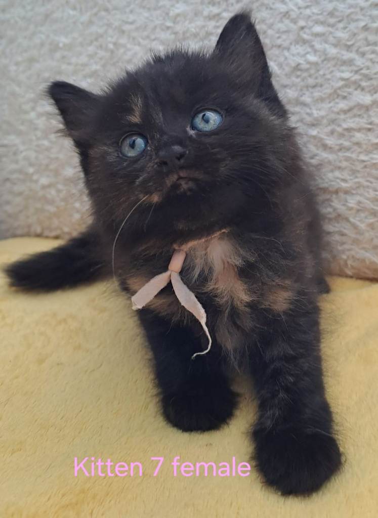 Beautifull kittens ready to a loving homes.