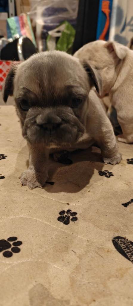 ❤️❤️Unique and beautiful French bulldogs puppies for sale 1 boy🩵 and 3 girls❤️