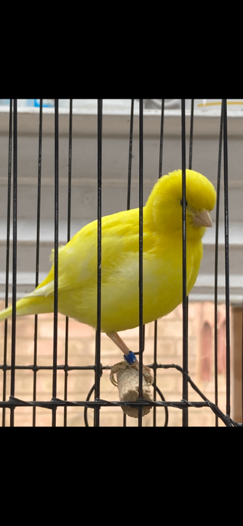 Champion Fife canaries 