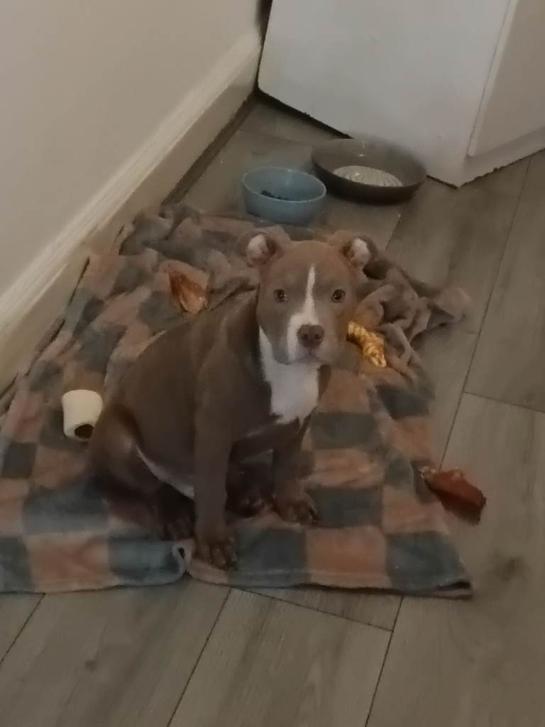 Lovely tempetant 7 months old