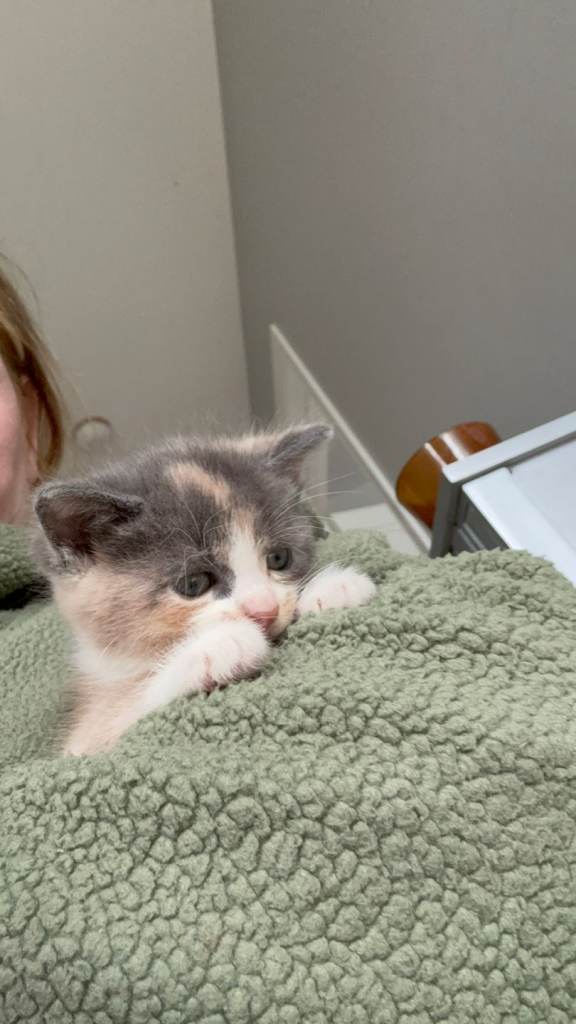 Kittens ready for home