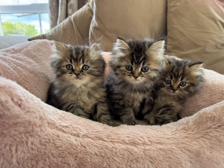 Pure Persian kittens 