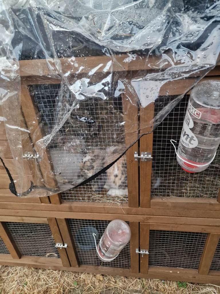 Rabbits