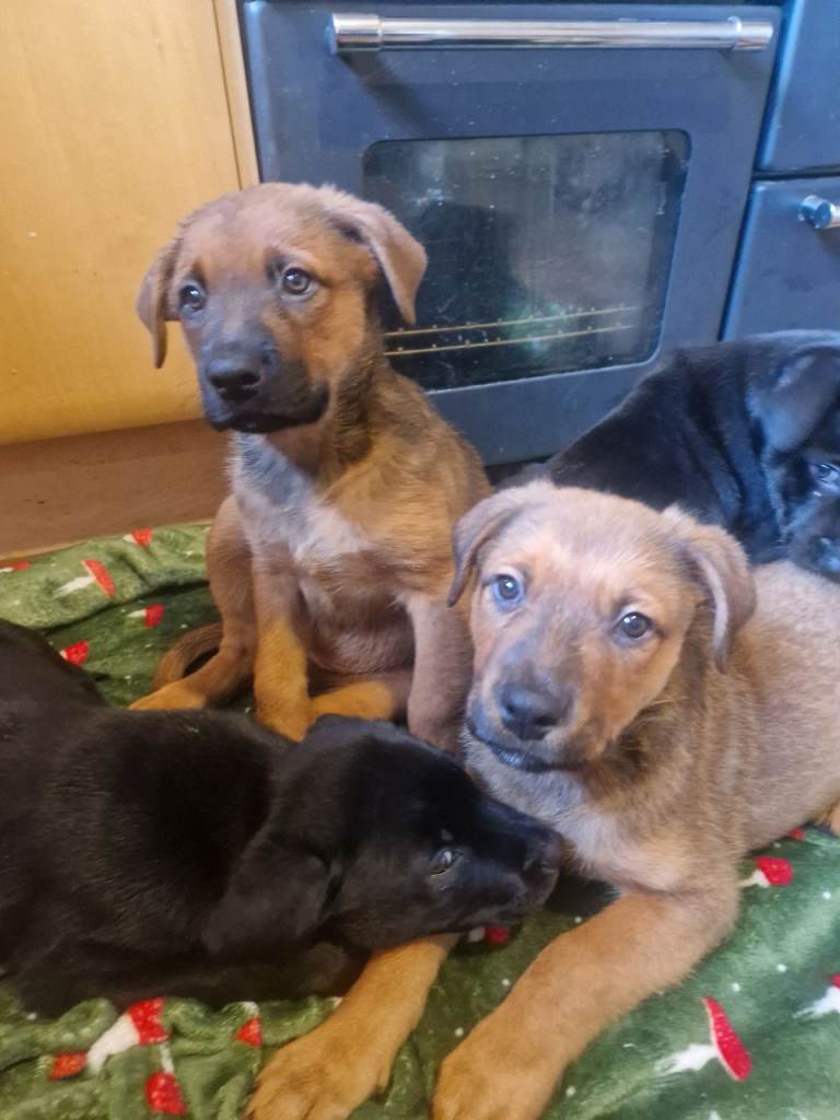 Large Crossbreed Puppies 