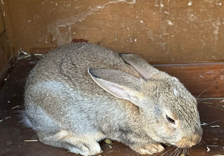 Rabbits