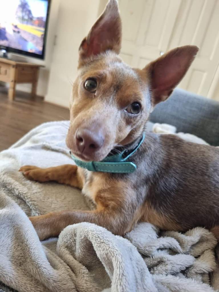 Mini Jack Russell (f) 18 months old