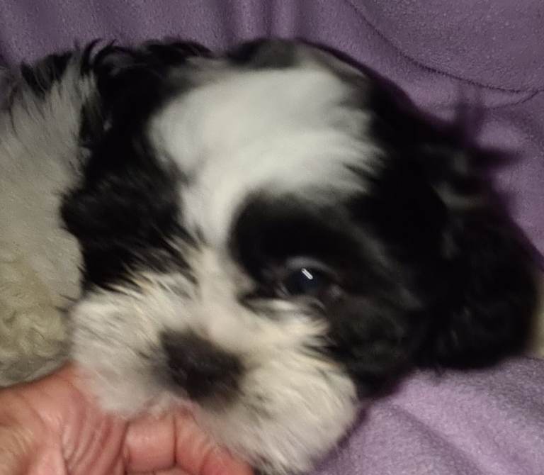 Pure bred Shih Tzu puppies