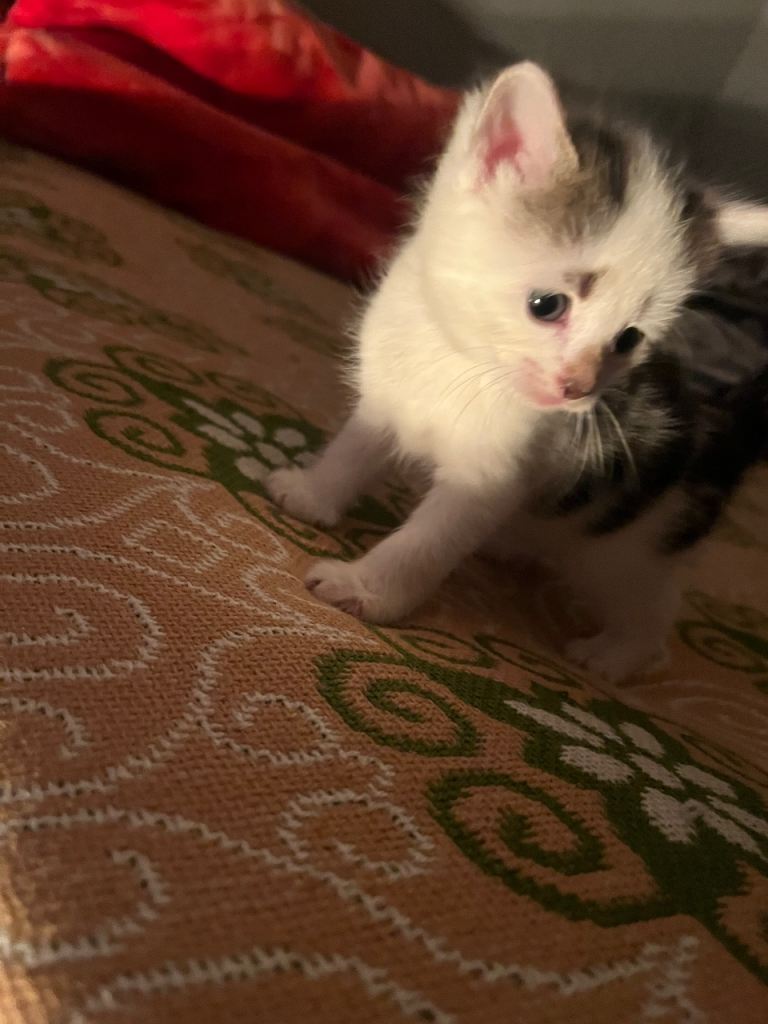 Only 2 left BOTH GIRLS