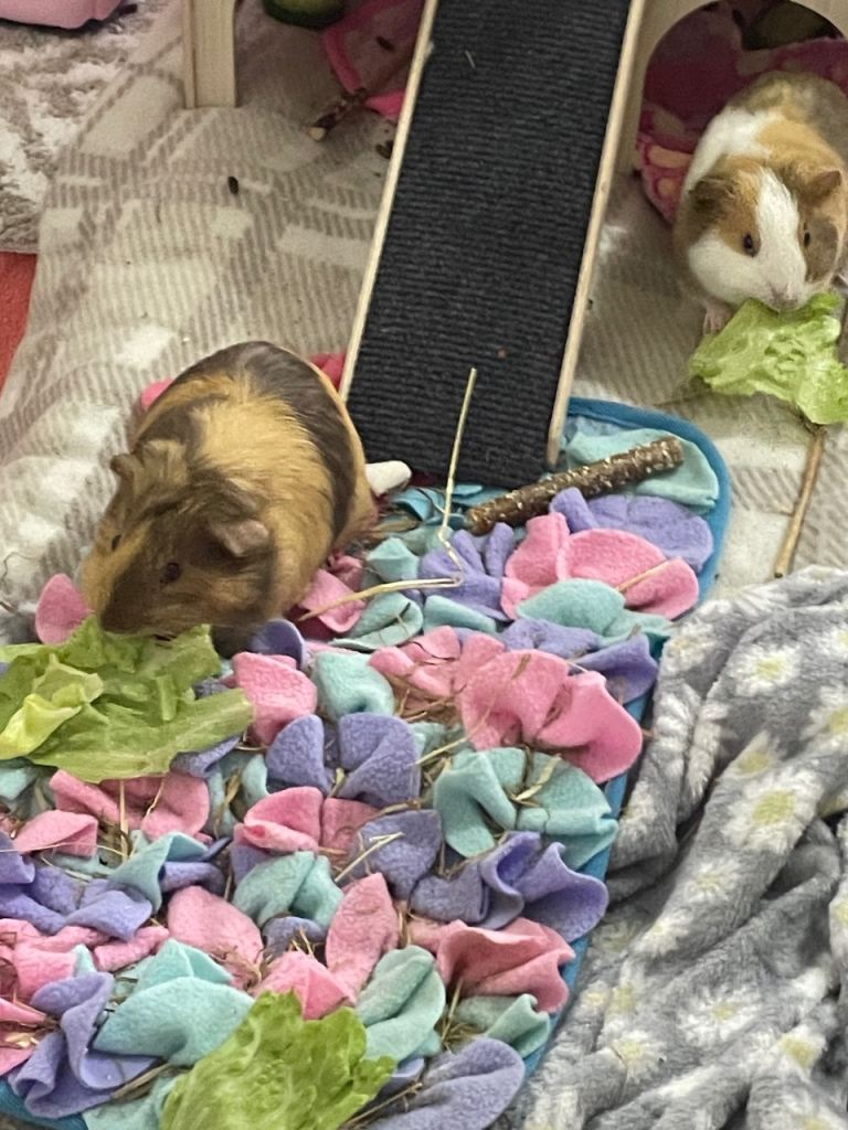 baby Guinea pigs 