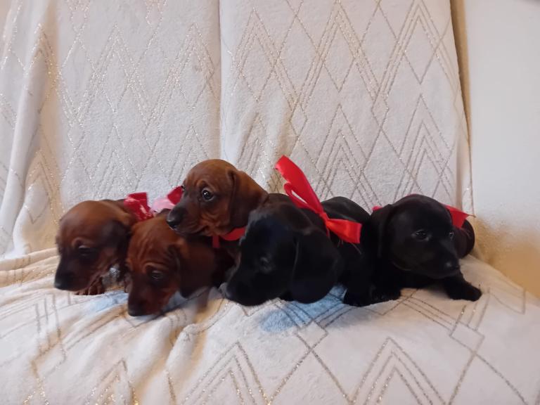 Dachshund puppies for sale