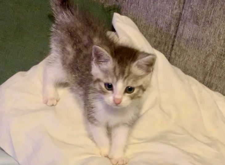 Handsome silver grey and white tabby  kitten