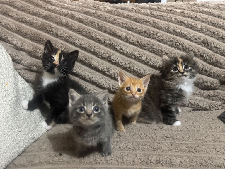 Kittens 