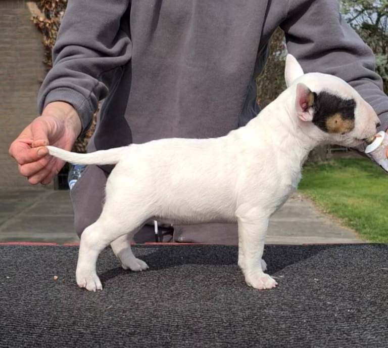 English bull terrier puppies 