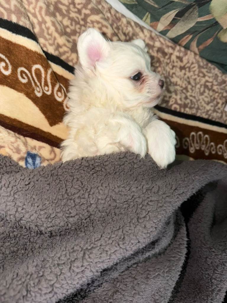 Puppy for sell 