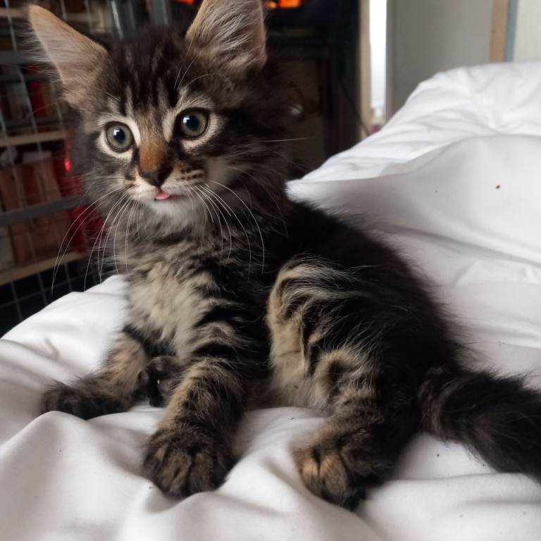Kittens for sale