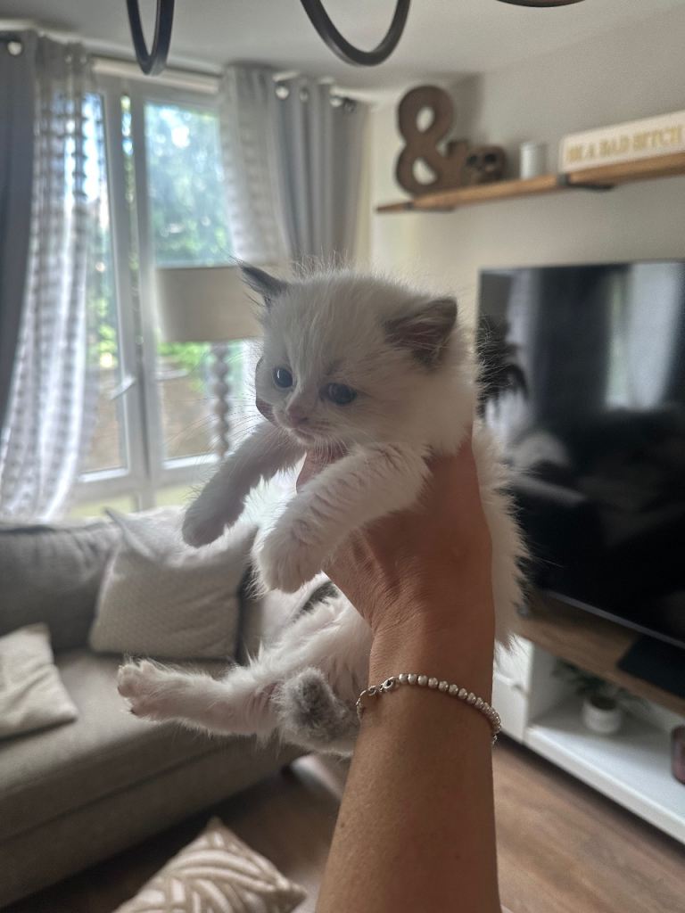 Beautiful blue and lilac point ragdoll kittens 