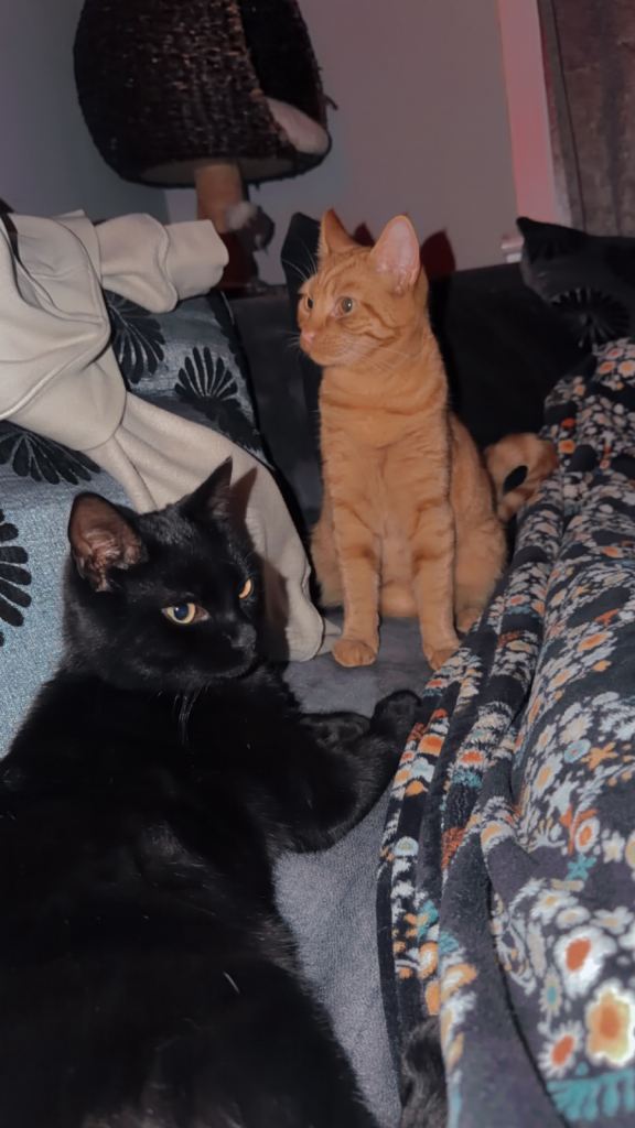 2 kittens 10 months old 