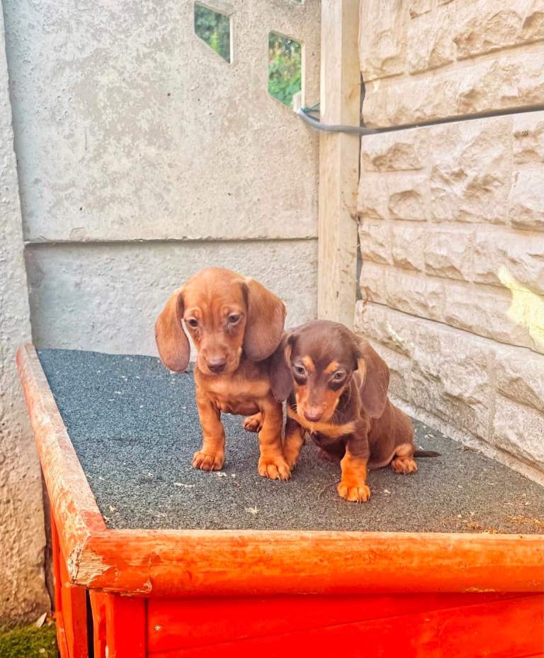 Dachshunds boys&girls!!