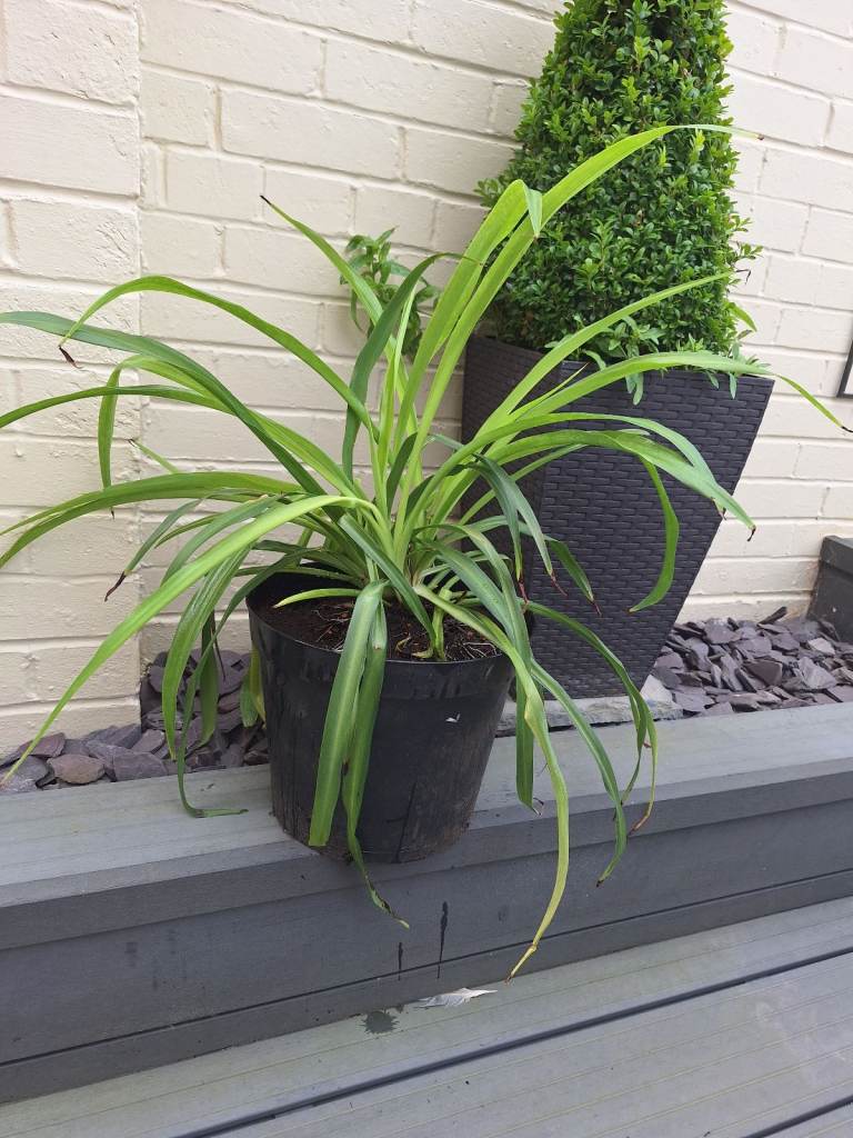 Mature spider plant 🪴 