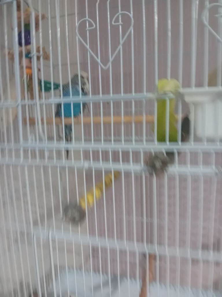 Cage