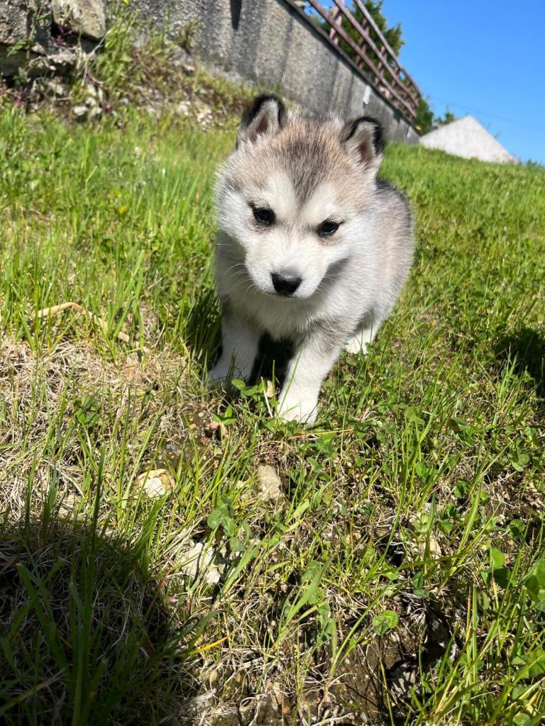 Adorable  husky pups 
