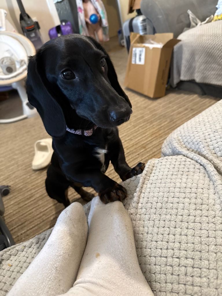 7month old dachshund 