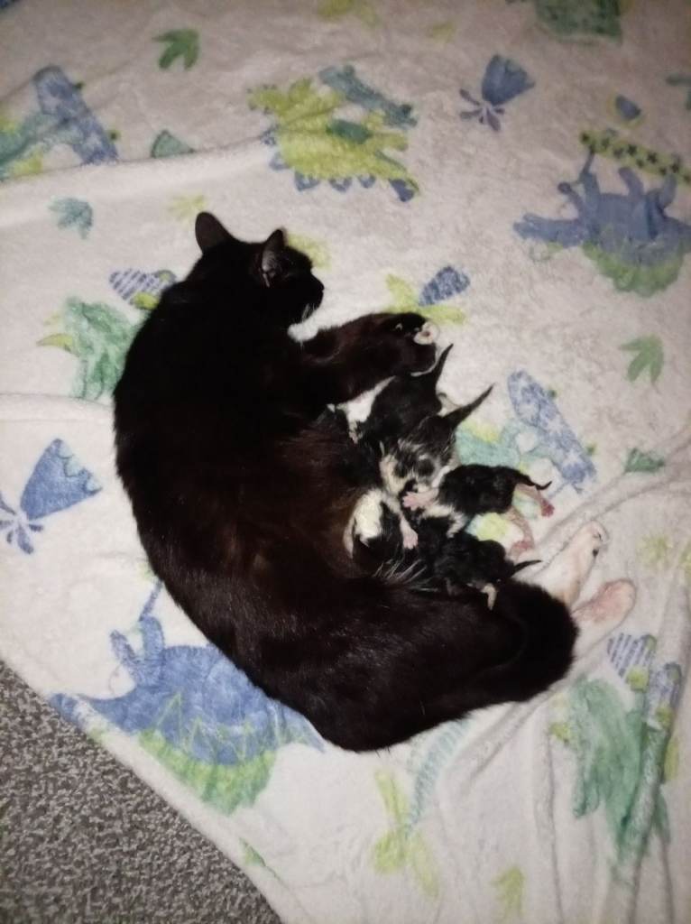 Kittens for sale 