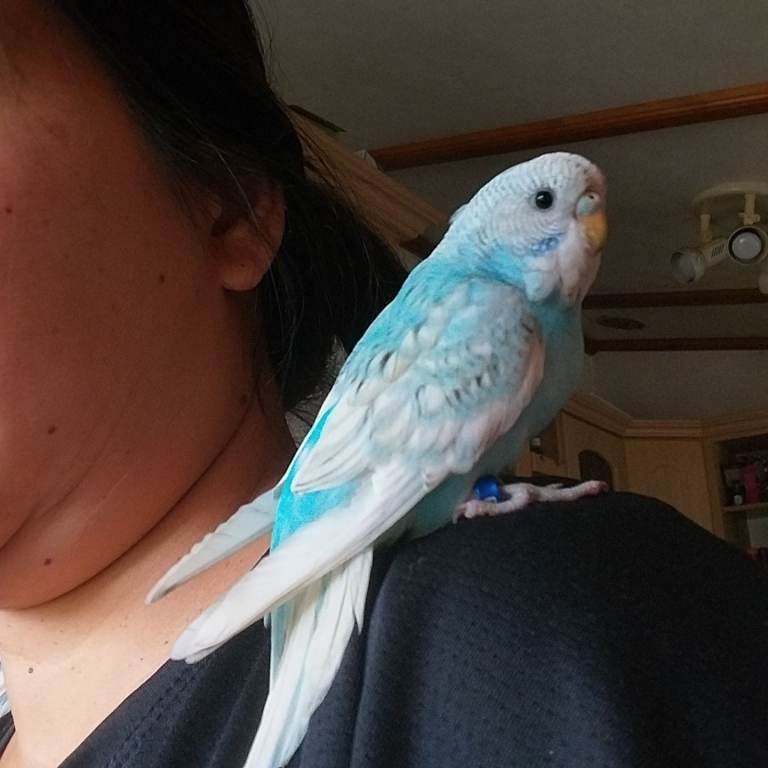 Budgies for sale 