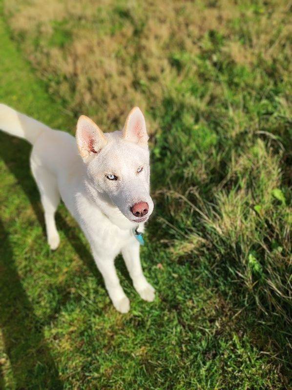 Stunning White, blues eyes Husky