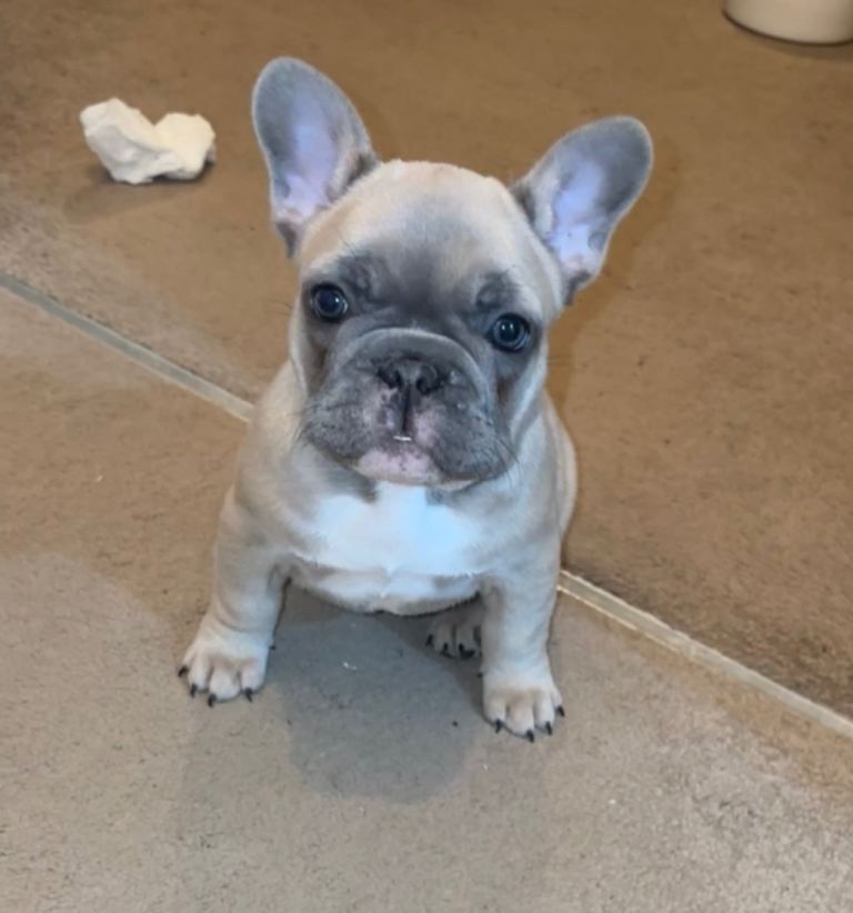 🐾 Beautiful Female French Bulldog Puppies Available 🐾