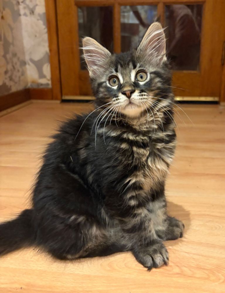 🐾 Beautiful Maine Coon Kittens Looking for Their Forever Homes 🐾