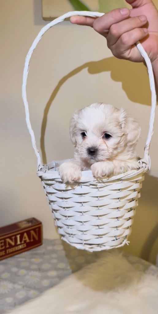 Adorable Maltese Puppies