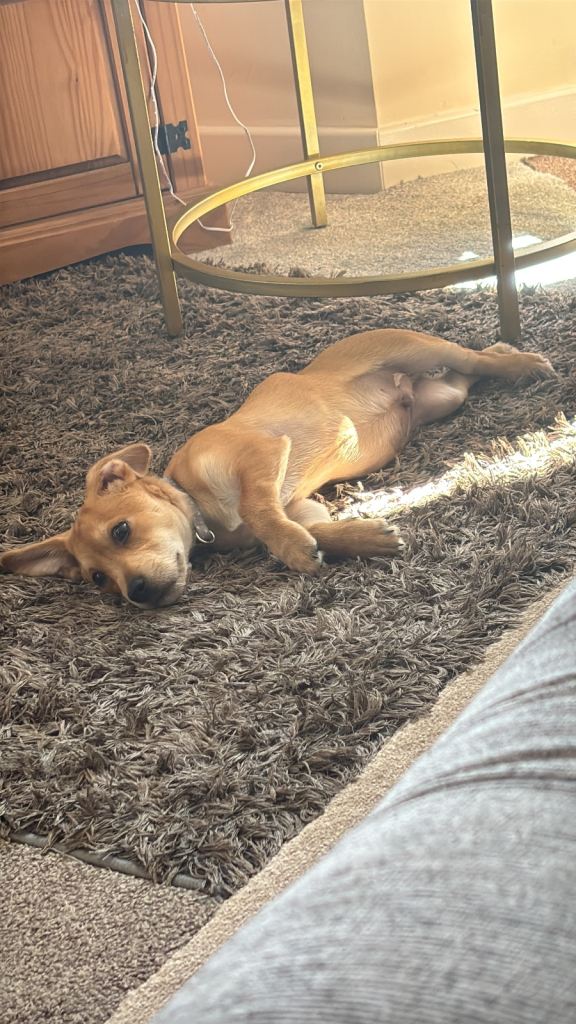 Jack Russell x puppy for rehoming