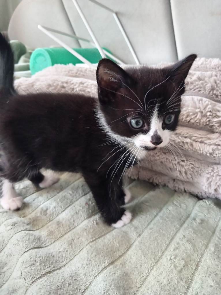2 beautiful kittens 