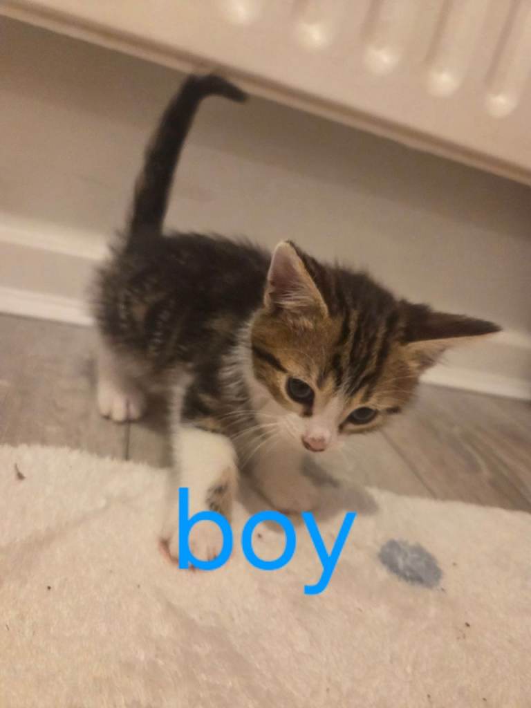 Beautiful 5 mixed kittens 