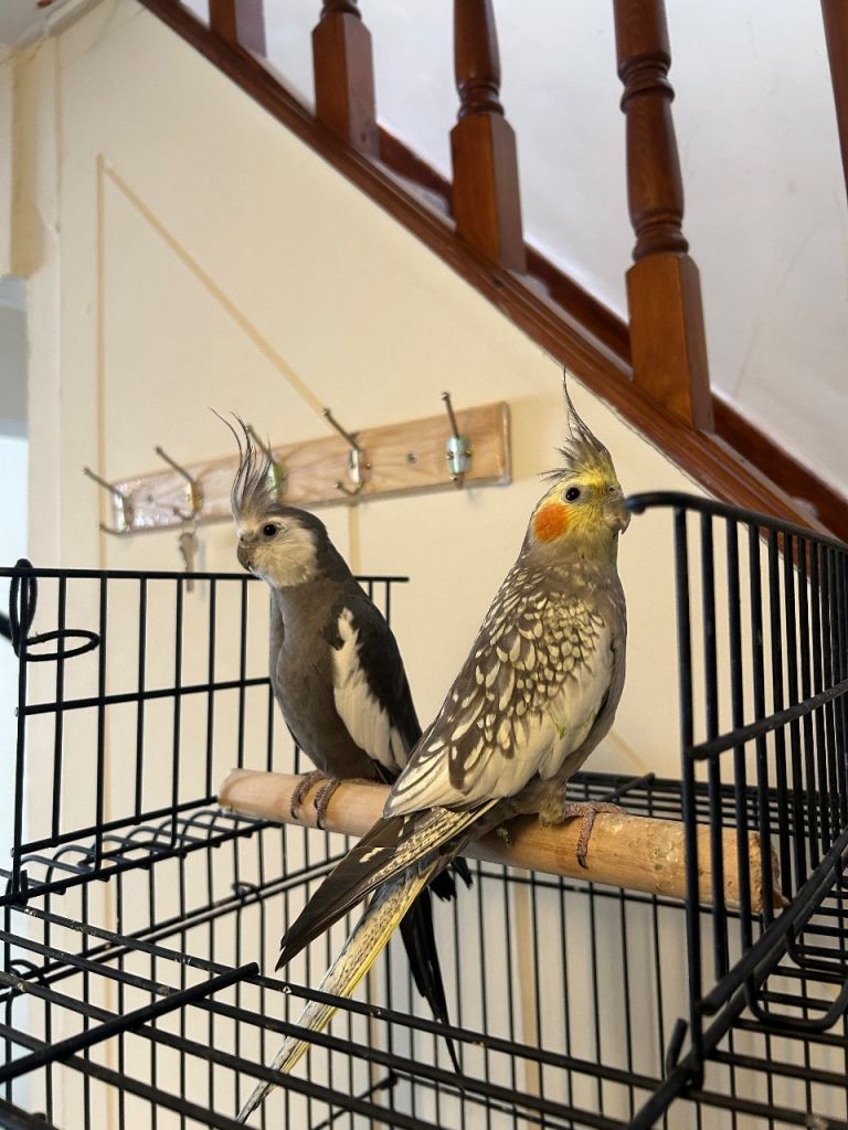 Male and female cockatiels 