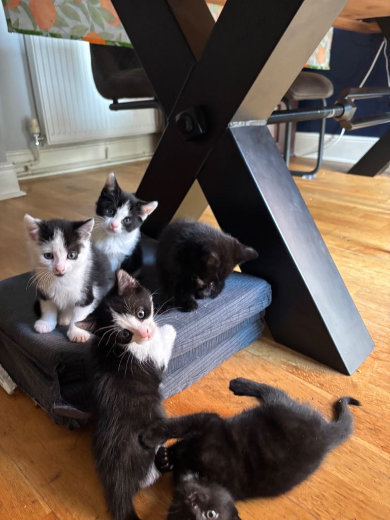 Cute kittens