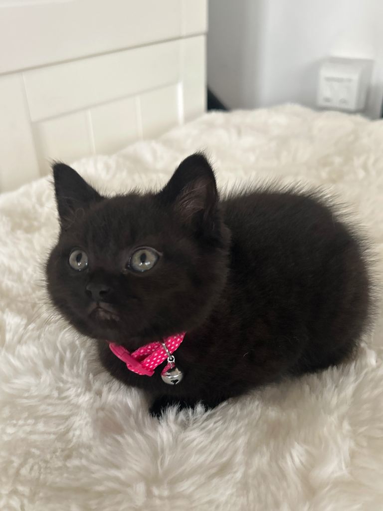 British Short Hair chocolate tabby 